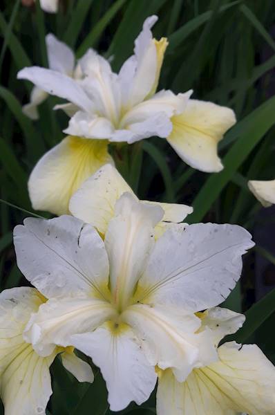 Iris sibirica Butter and Sugar C1,5