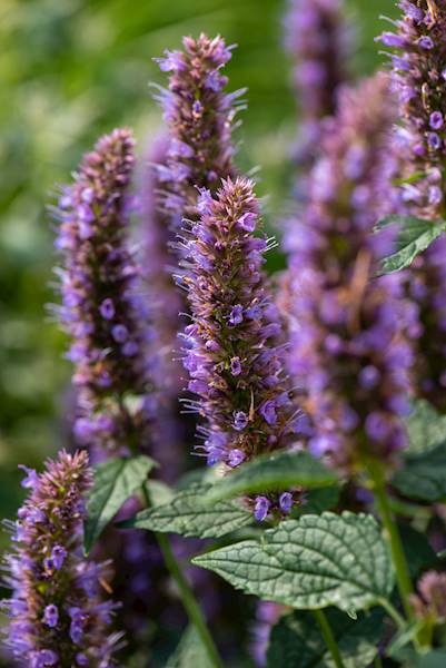 Agastache Beelicious® Purple C1,5