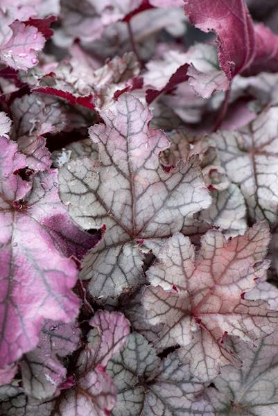 Heuchera Rex Silver ® C1,5