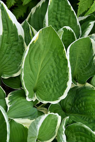 Hosta fortunei Francee C2