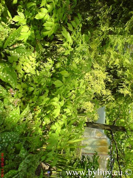Cimicifuga racemosa C2