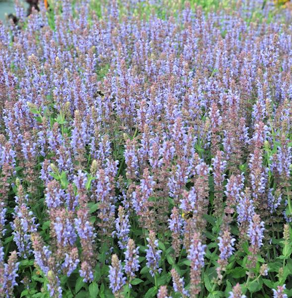 Salvia nemorosa Salute Ice Blue ® C1,5