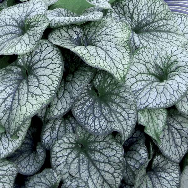 Brunnera macrophylla Alexander's Great ® C1,5