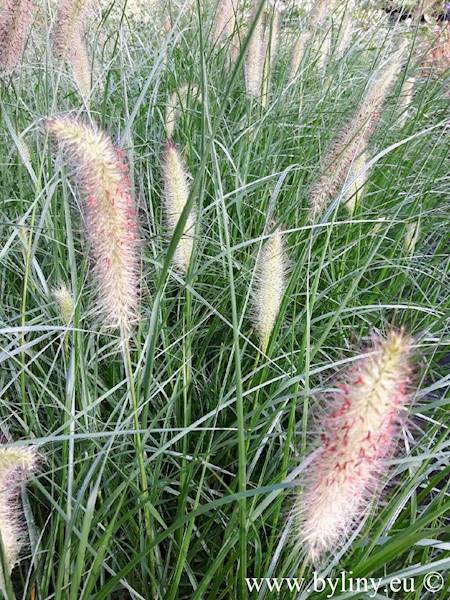 Pennisetum alopecuroides C2