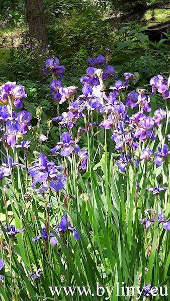 Iris sibirica C2