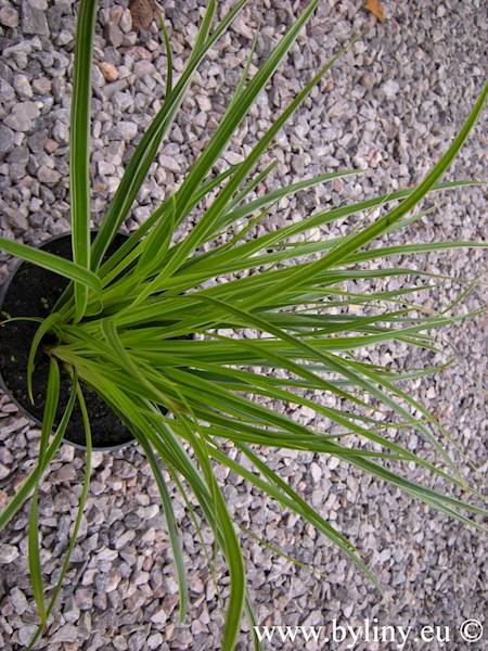 Carex morrovi Variegata C1,5