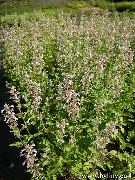 Nepeta grandiflora Dawn to Dusk C1,5