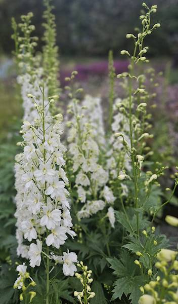 Delphinium pacific Galahad C2