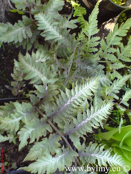 Athyrium niponicum Metalicum Red p11