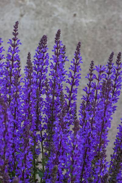 Salvia nemorosa Salute Deep Blue Imp. ® C1,5