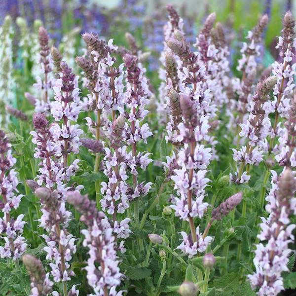 Salvia nemorosa Salute Light Pink ® C1,5