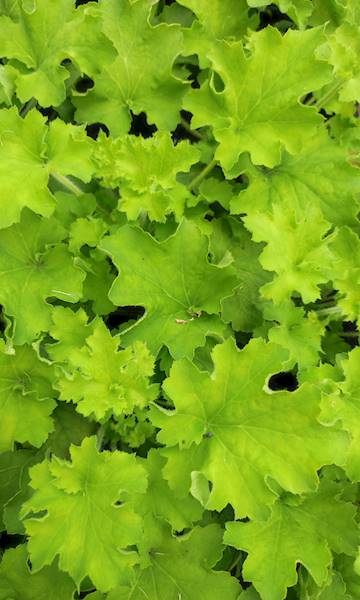 Heuchera Rex Lime ® C1,5