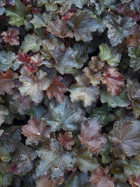 Heuchera micrantha Palace Purple C2