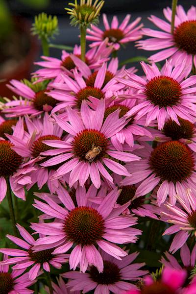 Echinacea Fountain Light Purple ® C1,5