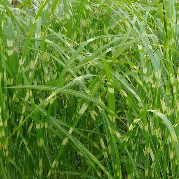 Miscanthus sinensis Zebrinus "1" C1,5