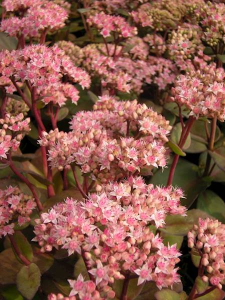 Sedum hybridum Purple Emperor ® C1,5