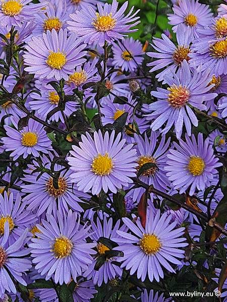Aster laevis Calliope C3