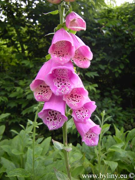 Digitalis purpurea C3