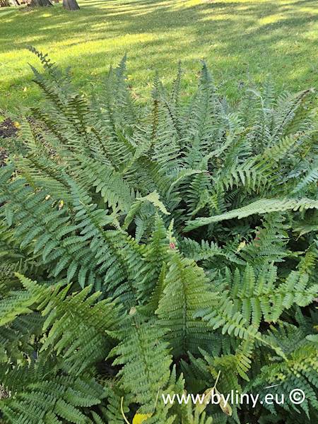 Dryopteris affinis Pinderi C1,5