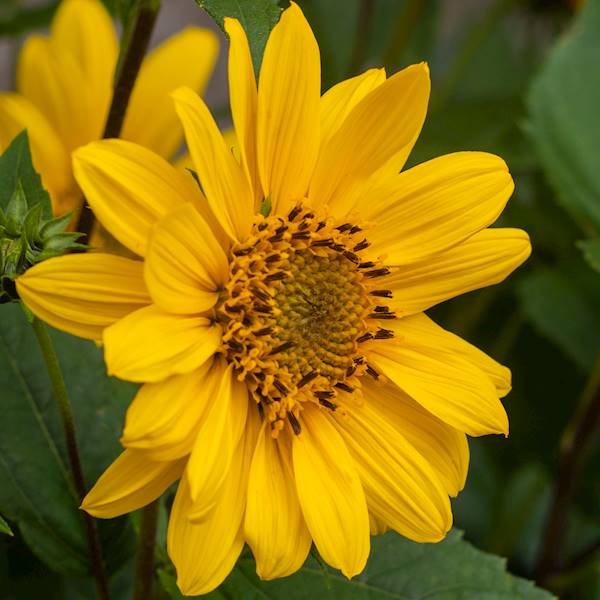 Helianthus Flying Saucers ® C3
