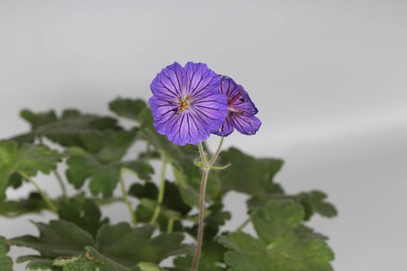 Geranium magnificum Turco p11