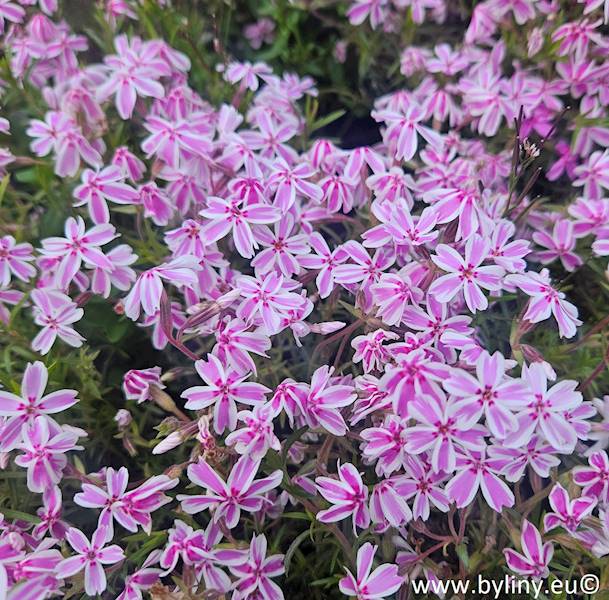 Phlox (S) C1,5