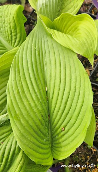 Hosta Hirao Supreme C1,5