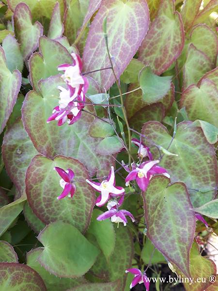 Epimedium rubrum p9