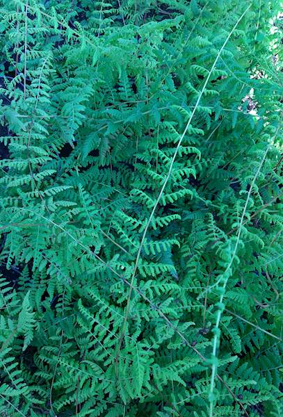Cystopteris p9