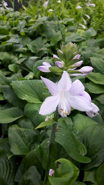 Hosta Guacamole zielona C3