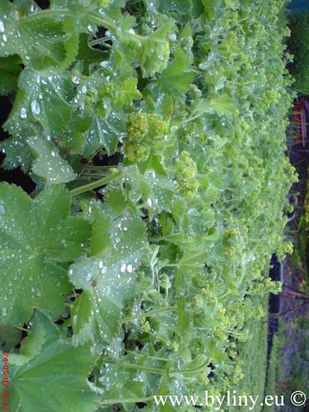 Alchemilla molis C2