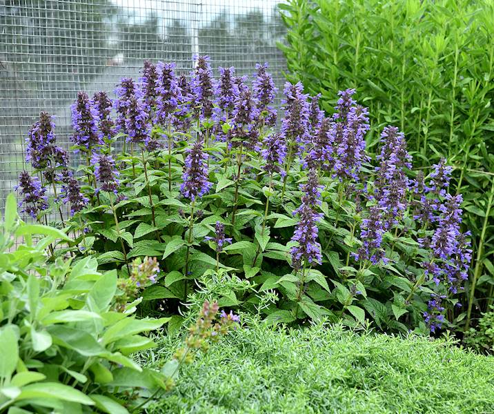 Nepeta kubanica C1,5
