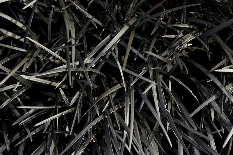 Ophiopogon planiscapus Nigrescens C1,5