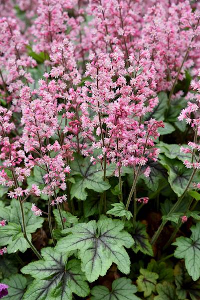 Heucherella Pink Revolution ® C1,5