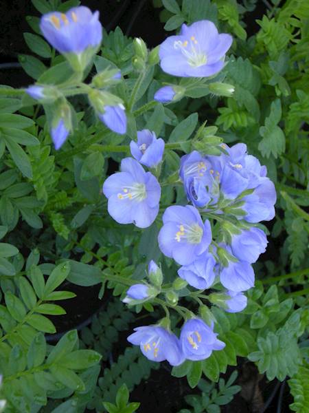 Polemonium caeruleum C3