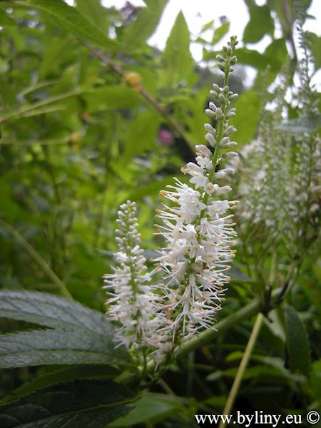 Veronica spicata Alba C1,5