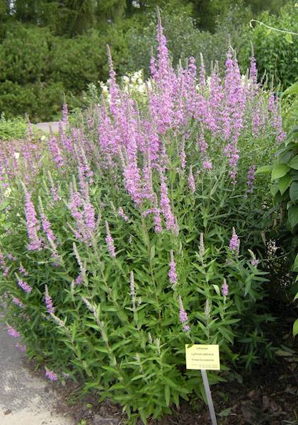 Lythrum salicaria p11