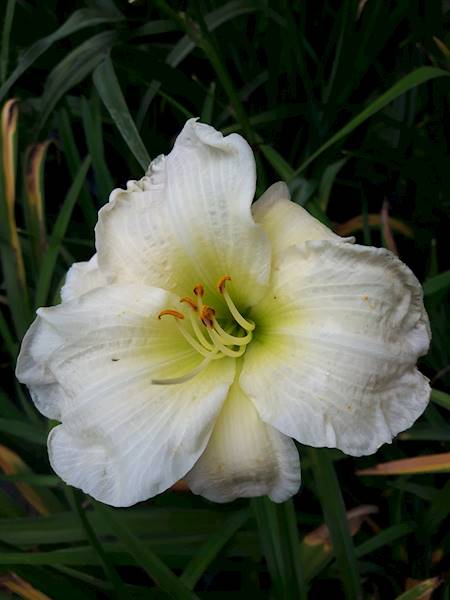 Hemerocallis Chicago Biały C3