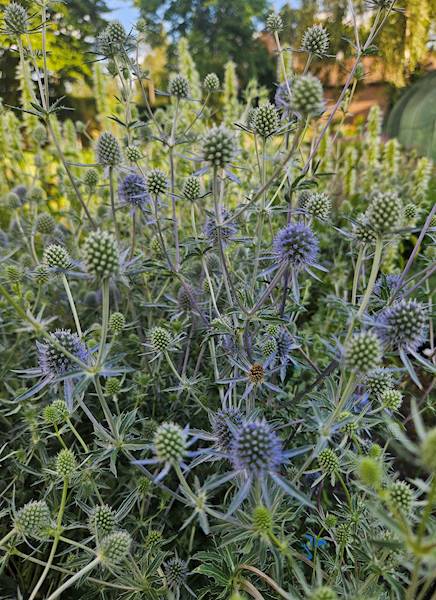 Eryngium planum C1,5