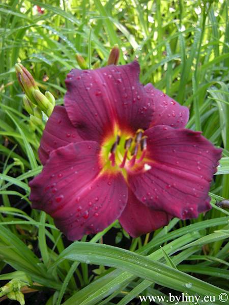 Hemerocallis Pardon Me C2