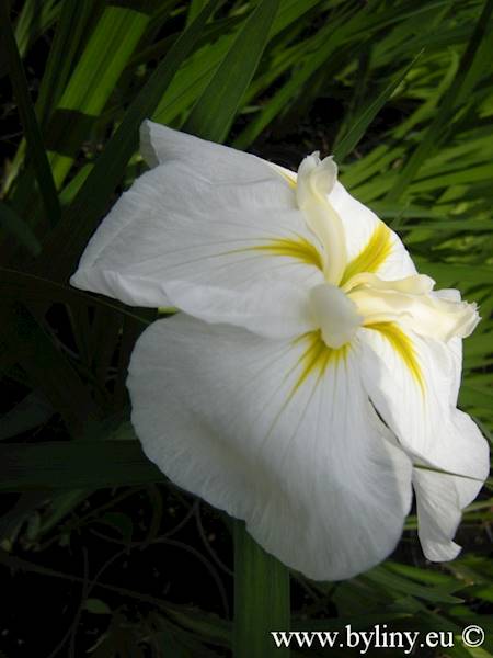 Iris ensata White Lady C2