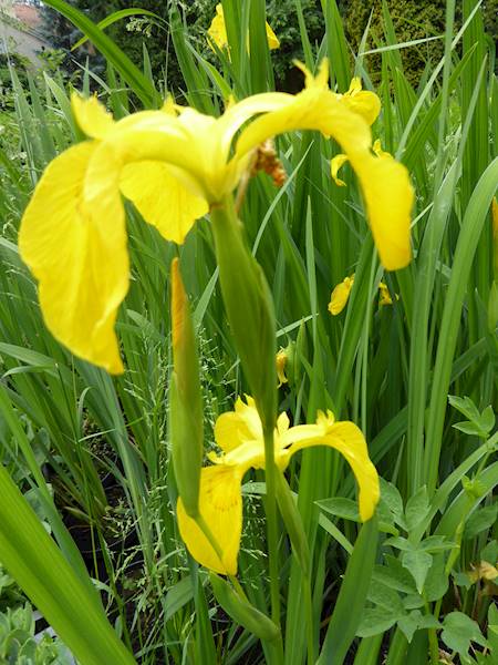 Iris pseudoacorus C1,5