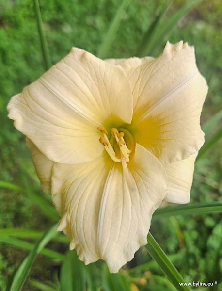 Hemerocallis Precious de Oro C2