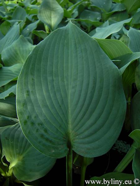 Hosta Blue Mammoth C3