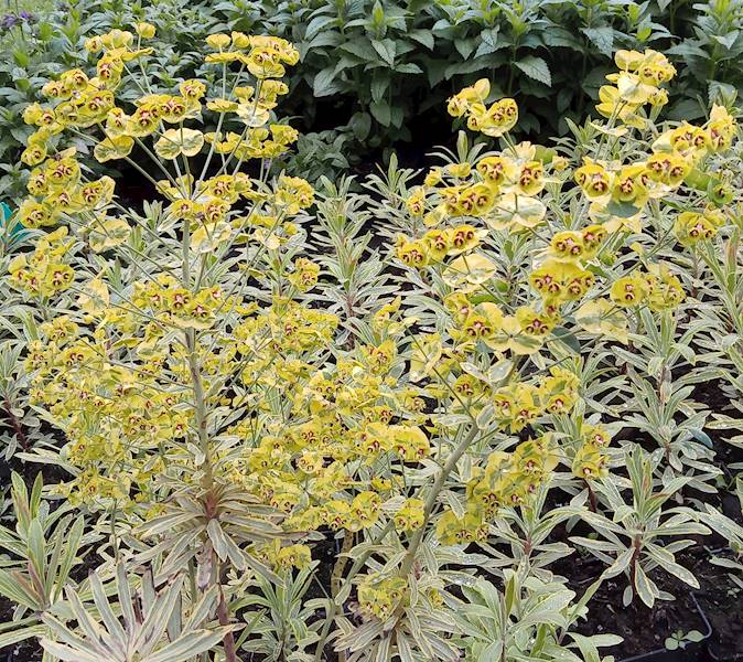 Euphorbia xmartinii Ascot Rainbow ® C3