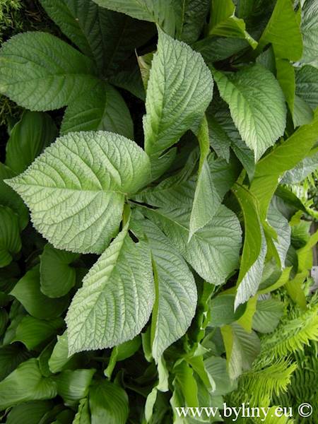Rodgersia aesculifolia C2