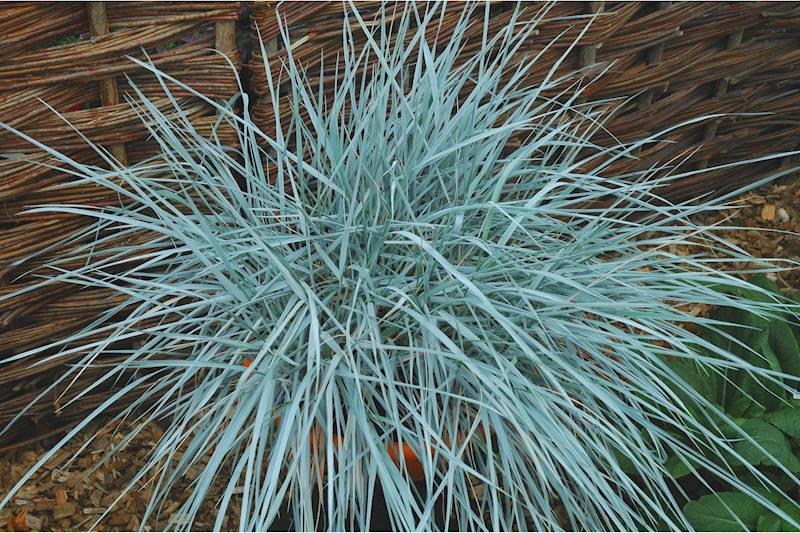 Elymus magellanicus p11