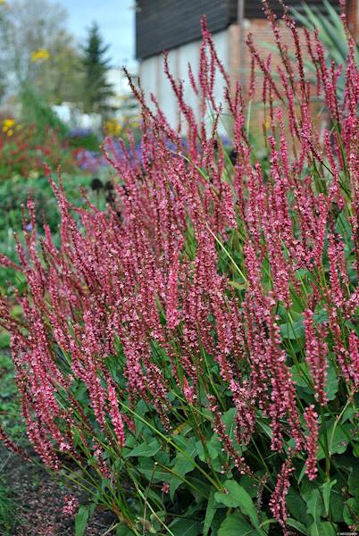 Persicaria amplexicaule JS®Seven Oaks Village C1,5