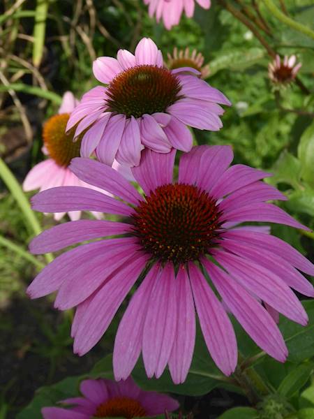 Echinacea purpurea Magnus p9