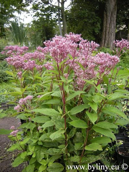 Eupatorium dubium Baby Joe ® C1,5
